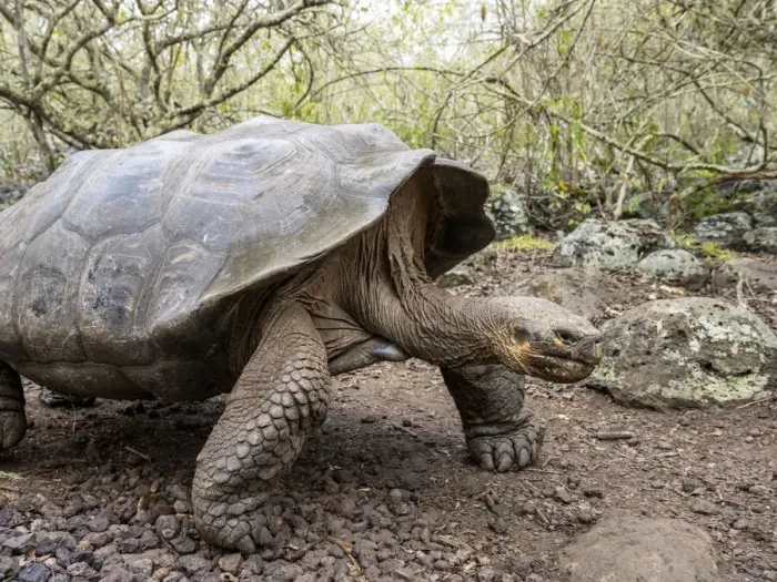 Framed Print : A Galapagos giant tortoise (Chelonoidis spp), Galapagos National Park Framed Print : A Galapagos giant tortoise (Chelonoidis spp), Galapagos National Park