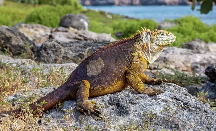 Framed Print : Galapagos Land Iguana (Conolophus subcristatus), large lizard can can grow to five feet long and live for 60 years, South Plaza island, Galapagos, UNESCO World Heritage Site, Ecuador, South America Framed Print : Galapagos Land Iguana (Conolophus subcristatus), large lizard can can grow to five feet long and live for 60 years, South Plaza island, Galapagos, UNESCO World Heritage Site, Ecuador, South America