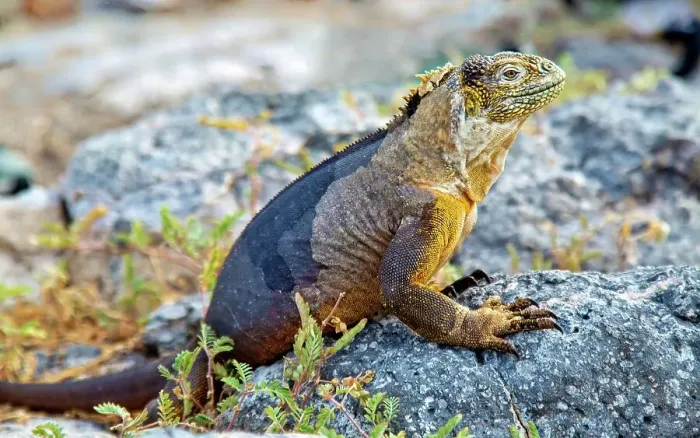 Framed Print : Galapagos Land Iguana (Conolophus subcristatus), large lizard can can grow to five feet long and live for 60 years, South Plaza island, Galapagos, UNESCO World Heritage Site, Ecuador, South America Framed Print : Galapagos Land Iguana (Conolophus subcristatus), large lizard can can grow to five feet long and live for 60 years, South Plaza island, Galapagos, UNESCO World Heritage Site, Ecuador, South America
