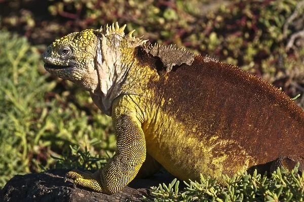 Galapagos land iguana (Conolophus subcristatus), Islas Plaza (Plaza island)
