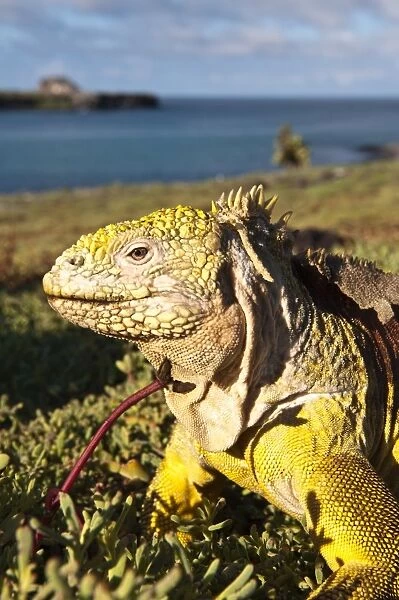 Galapagos land iguana (Conolophus subcristatus), Islas Plaza (lPlaza island)