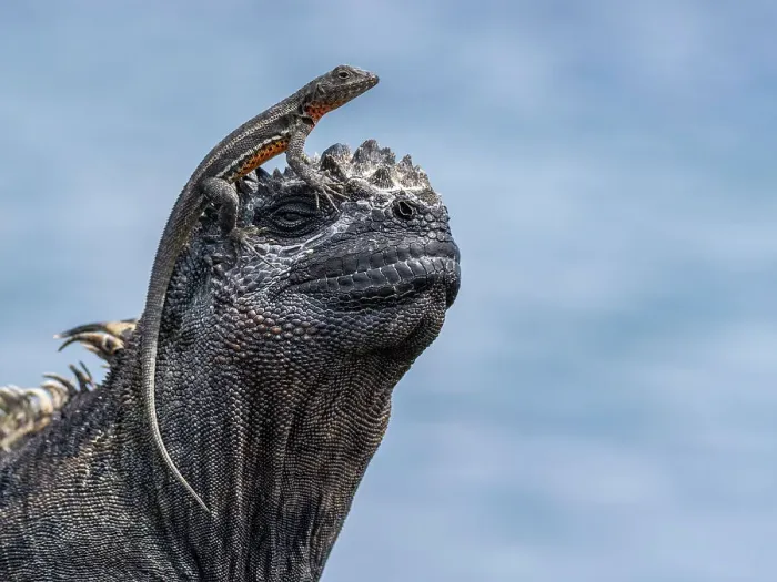Framed Print : Galapagos marine iguana (Amblyrhynchus cristatus), Galapagos lava lizard (Microlophus albemarlensis), Galapagos Islands, UNESCO World Heritage Site, Ecuador, South America Framed Print : Galapagos marine iguana (Amblyrhynchus cristatus), Galapagos lava lizard (Microlophus albemarlensis), Galapagos Islands, UNESCO World Heritage Site, Ecuador, South America