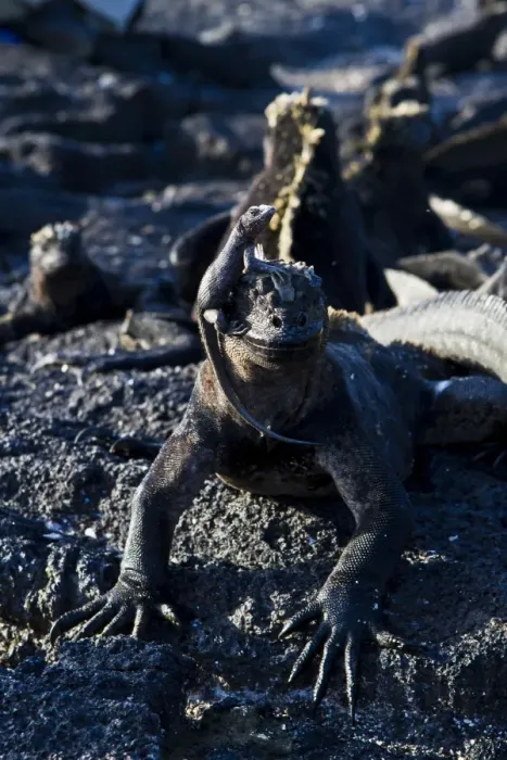 Framed Print : Galapagos marine iguana (Amblyrhynchus cristatus), Fernandina Island, Galapagos Islands, UNESCO World Heritage Site, Ecuador, South America Framed Print : Galapagos marine iguana (Amblyrhynchus cristatus), Fernandina Island, Galapagos Islands, UNESCO World Heritage Site, Ecuador, South America