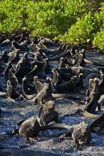 Galapagos marine iguanas (Amblyrhynchus cristatus), Fernandina Island, Galapagos Islands, UNESCO World Heritage Site, Ecuador, South America