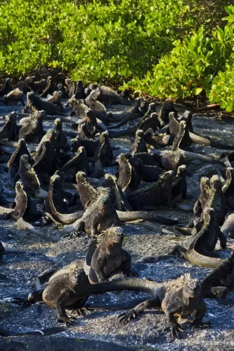 Framed Print : Galapagos marine iguanas (Amblyrhynchus cristatus), Fernandina Island, Galapagos Islands, UNESCO World Heritage Site, Ecuador, South America Framed Print : Galapagos marine iguanas (Amblyrhynchus cristatus), Fernandina Island, Galapagos Islands, UNESCO World Heritage Site, Ecuador, South America