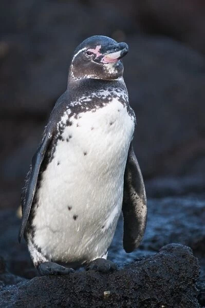 Galapagos penguin (Spheniscus mendiculus), Galapagos Islands, UNESCO World Heritage Site