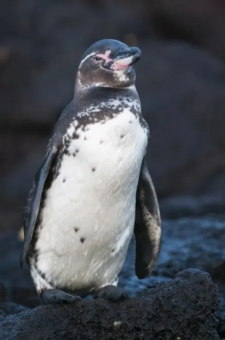 Framed Print : Galapagos penguin (Spheniscus mendiculus), Galapagos Islands, UNESCO World Heritage Site