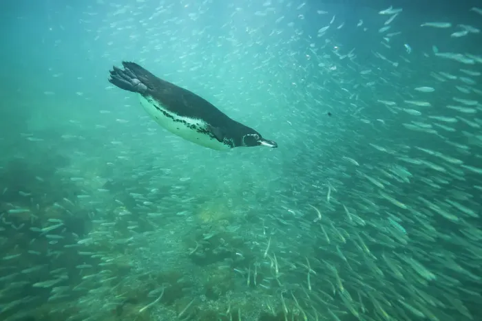 Framed Print : Galapagos penguin (Spheniscus mendiculus) feeding underwater on small baitfish in the Galapagos Islands, UNESCO World Heritage Site, Ecuador, South America