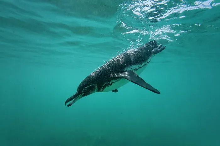 Framed Print : Galapagos penguin (Spheniscus mendiculus) feeding underwater on small baitfish in the Galapagos Islands, UNESCO World Heritage Site, Ecuador, South America Framed Print : Galapagos penguin (Spheniscus mendiculus) feeding underwater on small baitfish in the Galapagos Islands, UNESCO World Heritage Site, Ecuador, South America