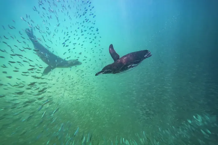 Framed Print : Galapagos penguin (Spheniscus mendiculus) feeding underwater on small baitfish in the Galapagos Islands, UNESCO World Heritage Site, Ecuador, South America