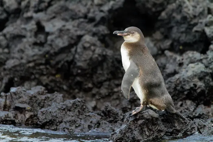 Framed Print : Galapagos penguin (Spheniscus mendiculus) hauled out on lava in the Galapagos Island Archipelago, UNESCO World Heritage Site, Ecuador, South America Framed Print : Galapagos penguin (Spheniscus mendiculus) hauled out on lava in the Galapagos Island Archipelago, UNESCO World Heritage Site, Ecuador, South America