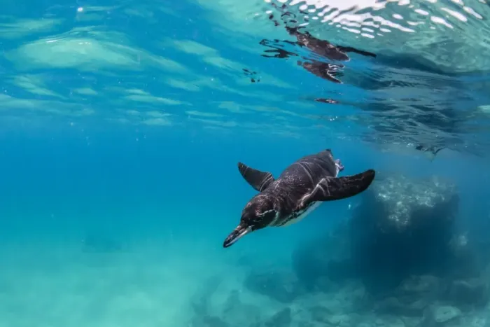 Framed Print : Galapagos penguin (Spheniscus mendiculus) swimming underwater at Bartolome Island Framed Print : Galapagos penguin (Spheniscus mendiculus) swimming underwater at Bartolome Island