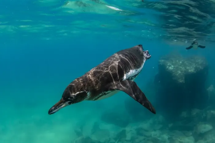 Framed Print : Galapagos penguin (Spheniscus mendiculus) swimming underwater at Bartolome Island Framed Print : Galapagos penguin (Spheniscus mendiculus) swimming underwater at Bartolome Island