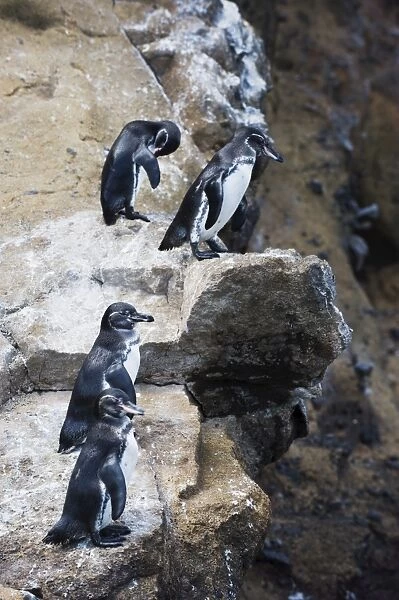 Galapagos penguins (Spheniscus mendiculus), Isla Isabela, Galapagos Islands