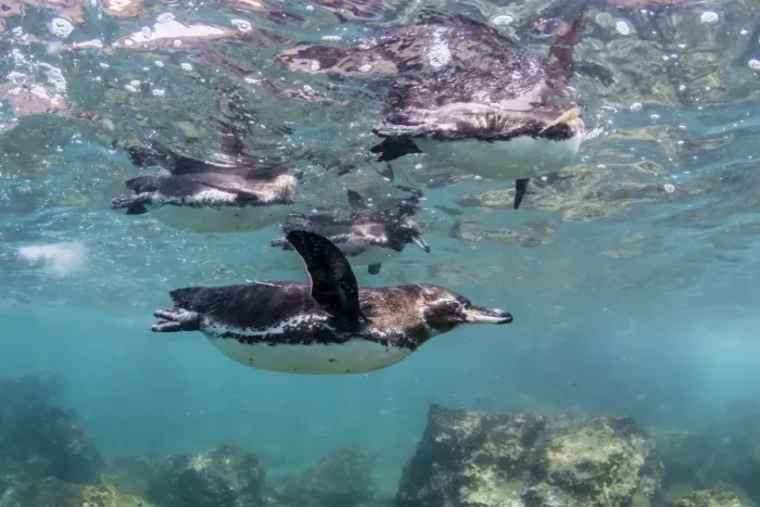 Framed Print : Galapagos penguins (Spheniscus mendiculus) swimming underwater at Bartolome Island Framed Print : Galapagos penguins (Spheniscus mendiculus) swimming underwater at Bartolome Island