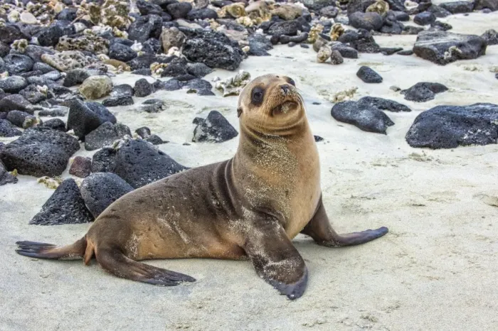 Framed Print : Galapagos sea lion pup (Zalophus californianus wollebaeki), Galapagos, UNESCO World Heritage Site, Ecuador, South America Framed Print : Galapagos sea lion pup (Zalophus californianus wollebaeki), Galapagos, UNESCO World Heritage Site, Ecuador, South America