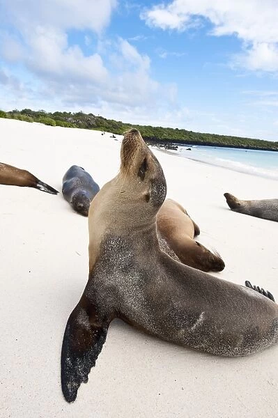 Galapagos sea lion (Zalophus wollebaeki), Gardner Bay, Isla Espanola (Hood Island)