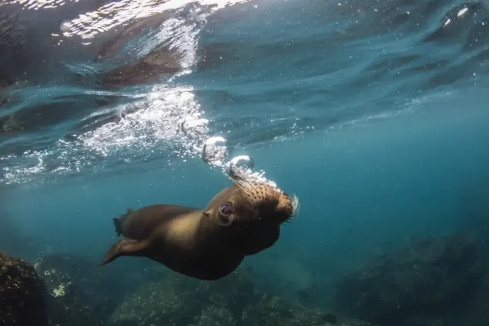 Framed Print : Galapagos sea lion (Zalophus wollebaeki) underwater at Santiago Island, Galapagos Framed Print : Galapagos sea lion (Zalophus wollebaeki) underwater at Santiago Island, Galapagos