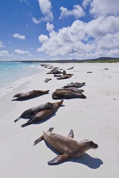 Galapagos sea lions (Zalophus wollebaeki), Gardner beach, Santiago Island, Galapagos Islands, UNESCO World Heritage Site, Ecuador, South America