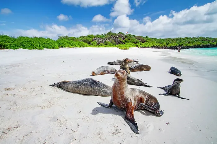 Framed Print : Galapagos sea lions (Zalophus wollebaeki) hauled out on Gardner Beach, Espanola Island in the Galapagos Islands, UNESCO World Heritage Site, Ecuador, South America Framed Print : Galapagos sea lions (Zalophus wollebaeki) hauled out on Gardner Beach, Espanola Island in the Galapagos Islands, UNESCO World Heritage Site, Ecuador, South America