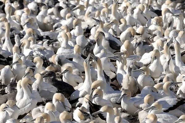 Gannet colony, Lamberts Bay, South Africa, Africa