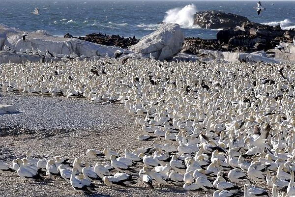 Gannet colony, Lamberts Bay, South Africa, Africa
