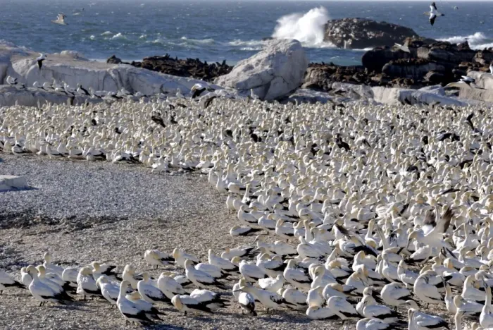 Framed Print : Gannet colony, Lamberts Bay, South Africa, Africa