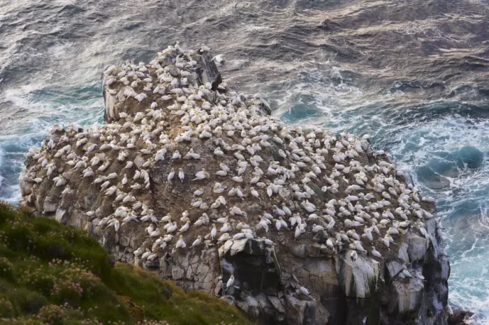 Framed Print : Gannet colony (Sula bassana) at Langanes, Langanes peninsula, North Iceland (Nordurland) Framed Print : Gannet colony (Sula bassana) at Langanes, Langanes peninsula, North Iceland (Nordurland)