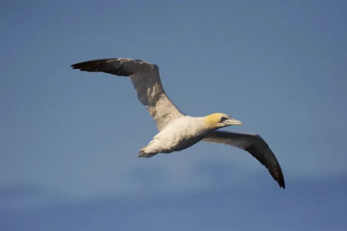 Framed Print : Gannet in flight (Sula bassana) at Langanes, Langanes peninsula, North Iceland Framed Print : Gannet in flight (Sula bassana) at Langanes, Langanes peninsula, North Iceland