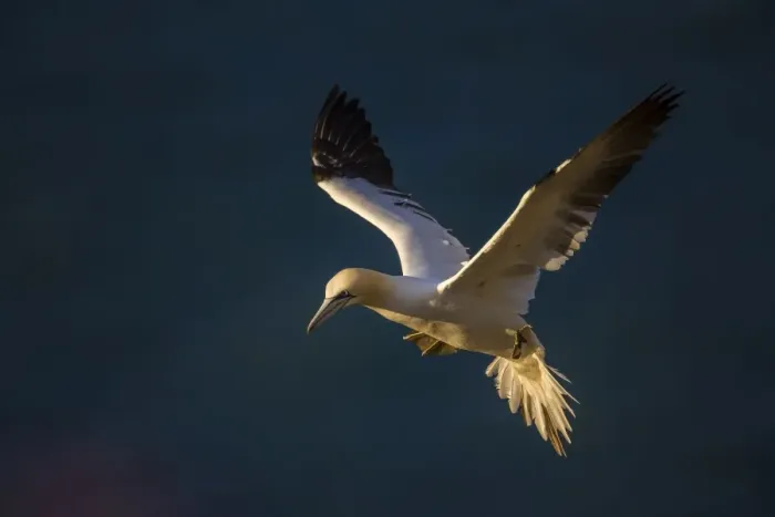 Framed Print : Gannet (Morus bassanus) in flight at sunset on Bempton Cliffs, Yorkshire, England Framed Print : Gannet (Morus bassanus) in flight at sunset on Bempton Cliffs, Yorkshire, England