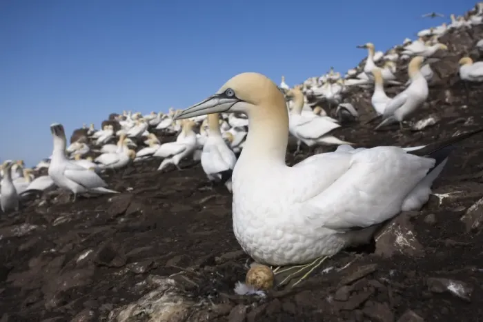 Framed Print : Gannet (Morus bassanus), on nest with egg, Bass Rock, Scotland, United Kingdom, Europe Framed Print : Gannet (Morus bassanus), on nest with egg, Bass Rock, Scotland, United Kingdom, Europe