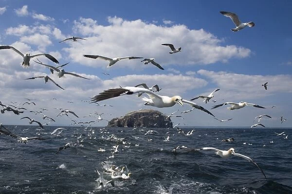 Gannets (Morus bassanus) in flight, following fishing boat off Bass Rock