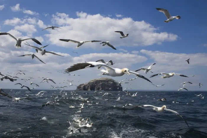 Framed Print : Gannets (Morus bassanus) in flight, following fishing boat off Bass Rock Framed Print : Gannets (Morus bassanus) in flight, following fishing boat off Bass Rock