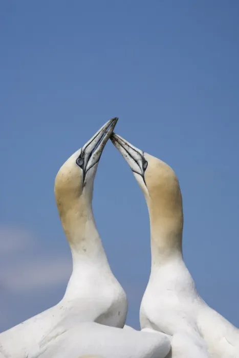 Framed Print : Gannets (Morus bassanus) skypointing, Bass Rock, Scotland, United Kingdom, Europe Framed Print : Gannets (Morus bassanus) skypointing, Bass Rock, Scotland, United Kingdom, Europe