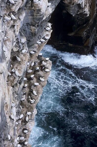 Gannets nesting on cliffs of Noss National Nature Reserve