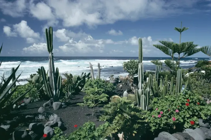 Framed Print : Garden by the Atlantic ocean Framed Print : Garden by the Atlantic ocean