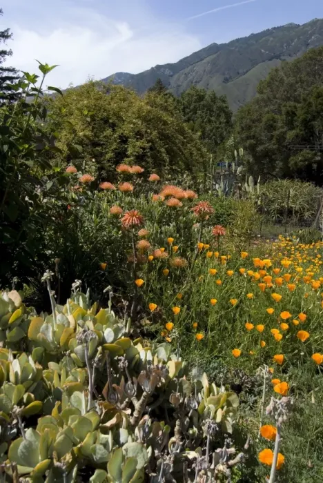 Framed Print : Garden at Big Sur Bakery Framed Print : Garden at Big Sur Bakery