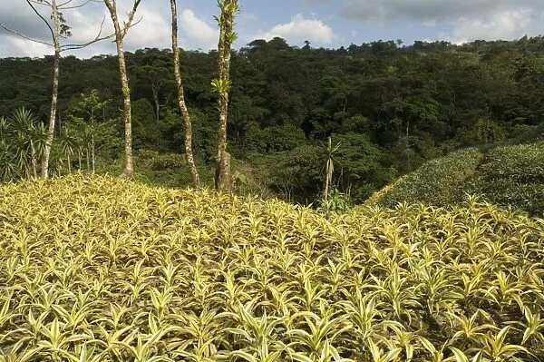 Garden plants being grown between La Fortuna and San Ramon, Costa Rica
