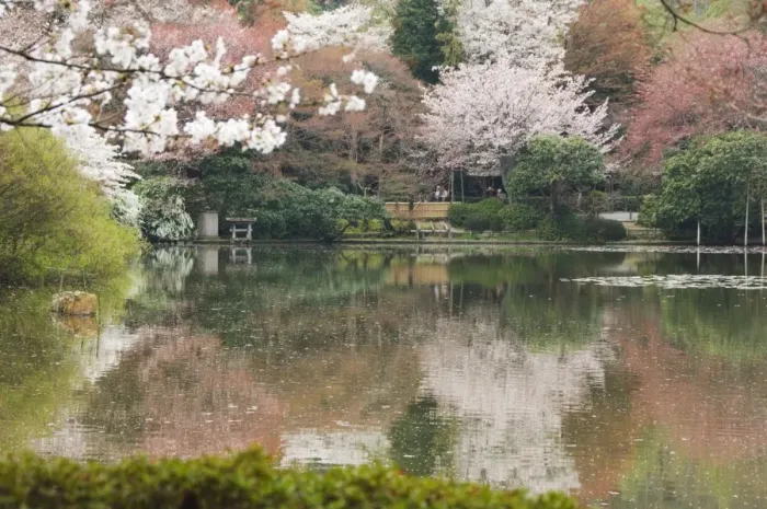 Framed Print : Garden of Ryoanji Temple Framed Print : Garden of Ryoanji Temple