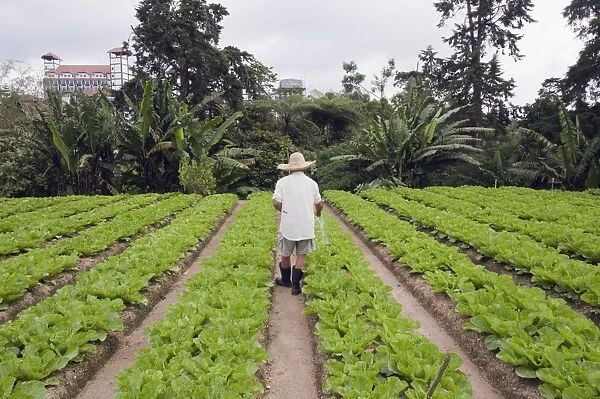 Gardener in a cabbage patch, Cameron Highlands, Perak state, Malaysia, Southeast Asia