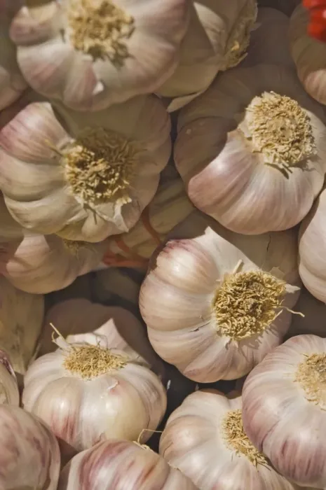 Framed Print : Garlic Framed Print : Garlic