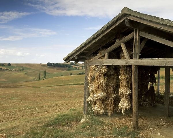Garlic drying, near Condom, Gascony, Midi Pyrenees, France, Europe