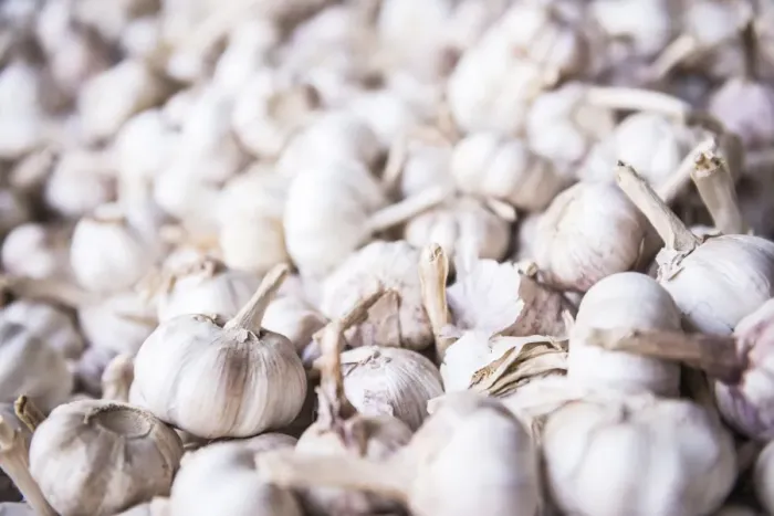 Framed Print : Garlic for sale at Hsipaw (Thibaw) market, Shan State, Myanmar (Burma), Asia Framed Print : Garlic for sale at Hsipaw (Thibaw) market, Shan State, Myanmar (Burma), Asia