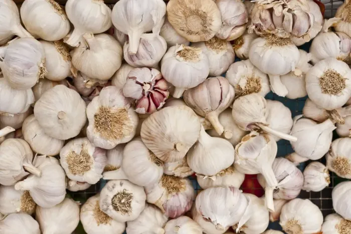 Framed Print : Garlic for sale at the Sunday morning market, Pollenca, Tramuntana, Mallorca, Balearic Islands, Spain, Europe