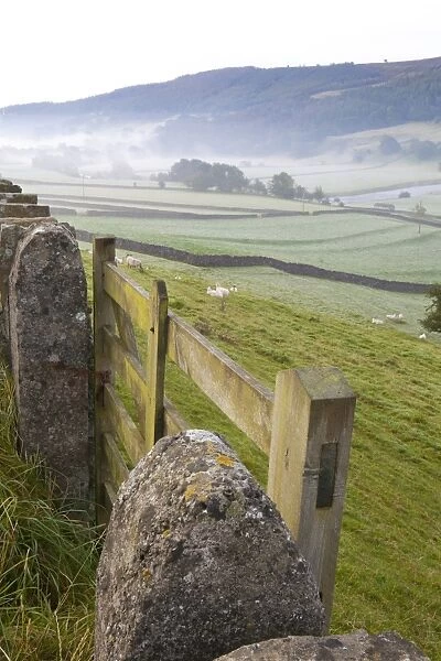 Gate in stone wall and field, near Burnsall, Yorkshire Dales National Park, Yorkshire, England, United Kingdom, Europe