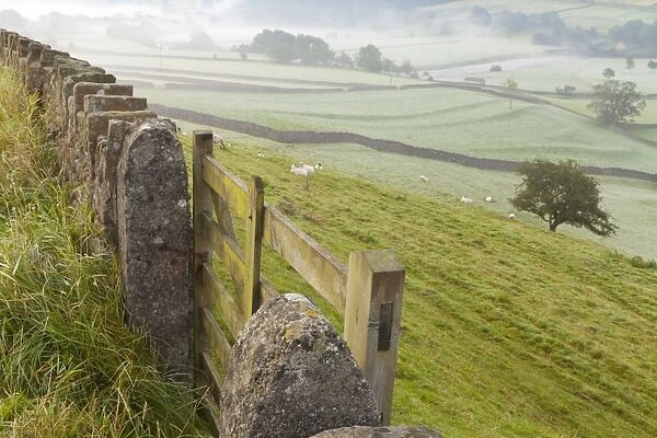Gate in stone wall and field, near Burnsall, Yorkshire Dales National Park, Yorkshire, England, United Kingdom, Europe