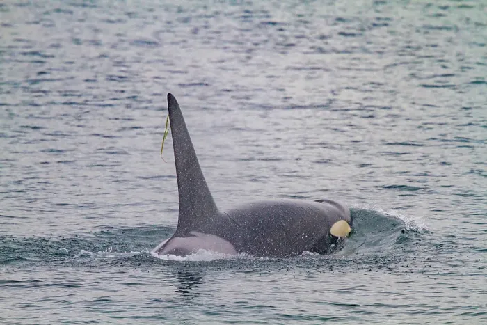 Framed Print : Gathering of at least two resident pods of killer whales (Orcinus orca) encountered near sunset, Johnstone Strait, British Columbia, Canada Framed Print : Gathering of at least two resident pods of killer whales (Orcinus orca) encountered near sunset, Johnstone Strait, British Columbia, Canada