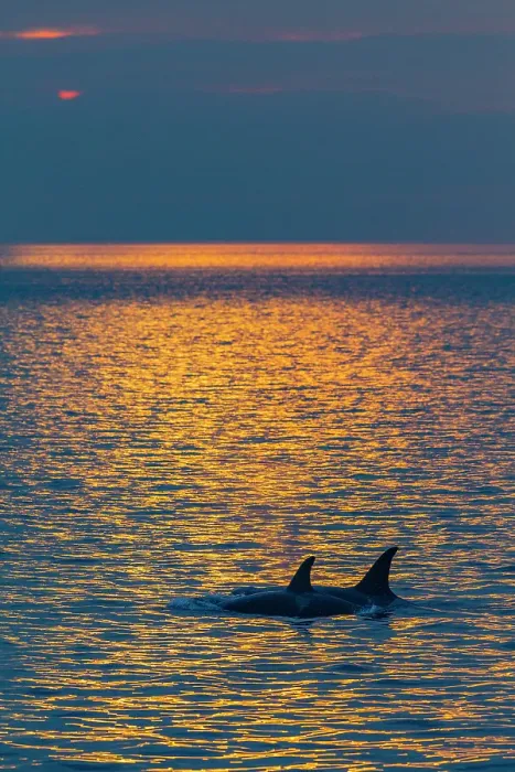 Framed Print : Gathering of at least two resident pods of killer whales (Orcinus orca) encountered near sunset, Johnstone Strait, British Columbia, Canada Framed Print : Gathering of at least two resident pods of killer whales (Orcinus orca) encountered near sunset, Johnstone Strait, British Columbia, Canada