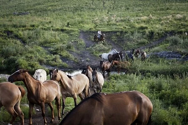 Gaucho with horses at Estancia Los Potreros, Cordoba Province, Argentina, South America