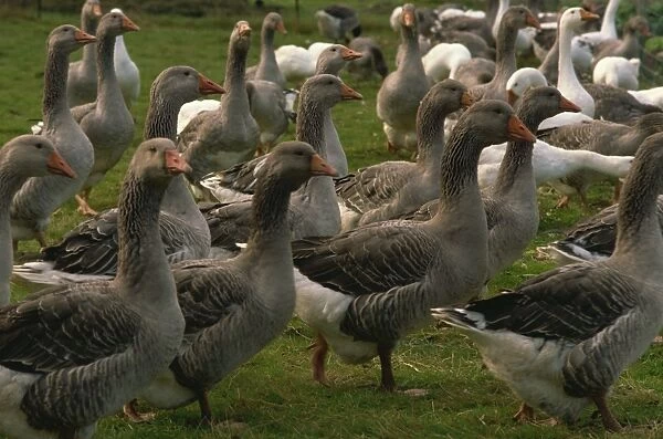 Geese, Foie Gras farm, Alsace, France, Europe